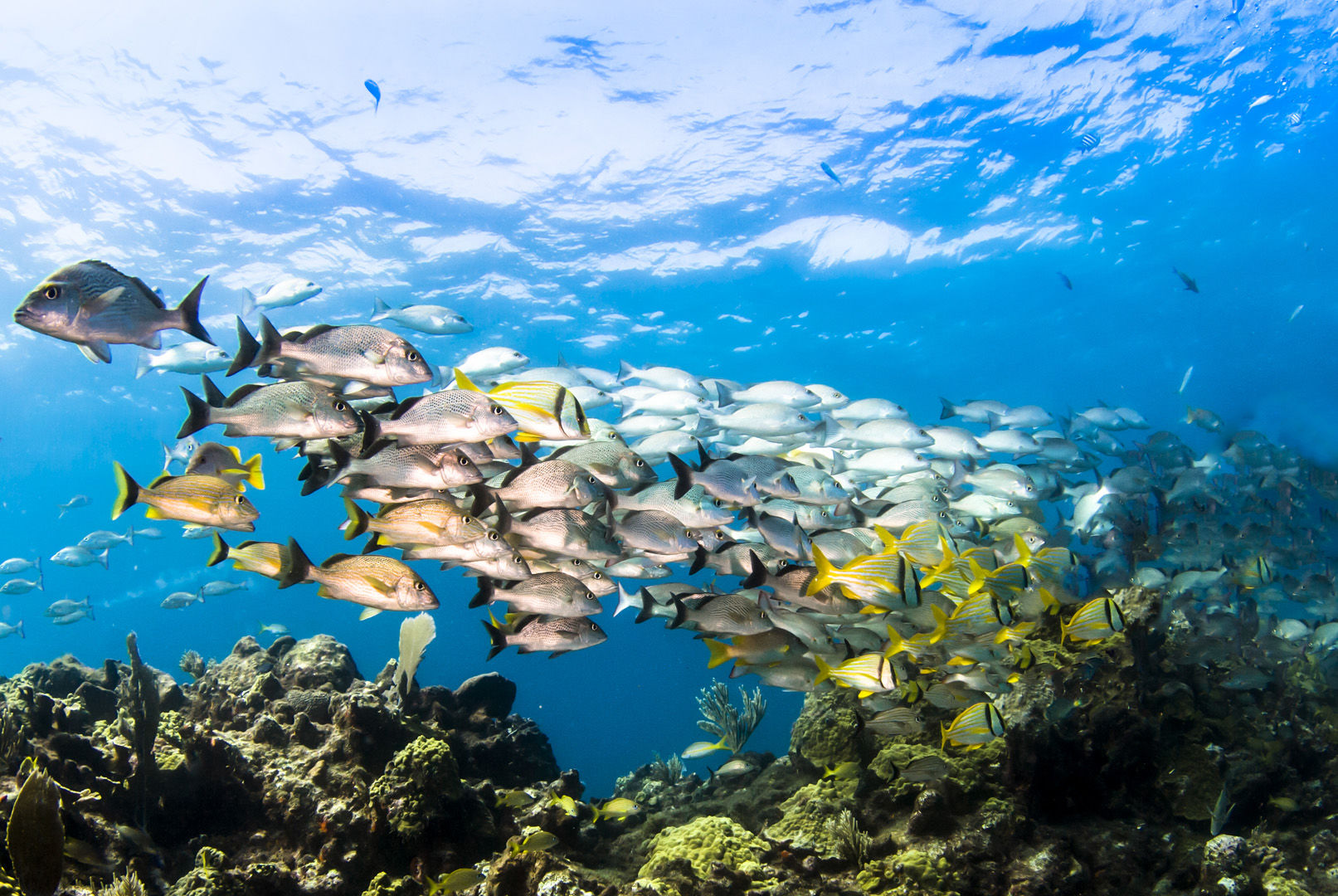 School of beautiful reef fish swimming over a coral reef in Aruba School of beautiful reef fish swimming over a coral reef in Aruba
