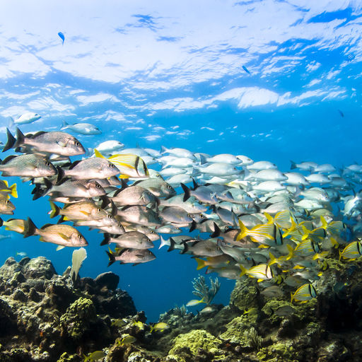School of beautiful reef fish swimming over a coral reef in Aruba