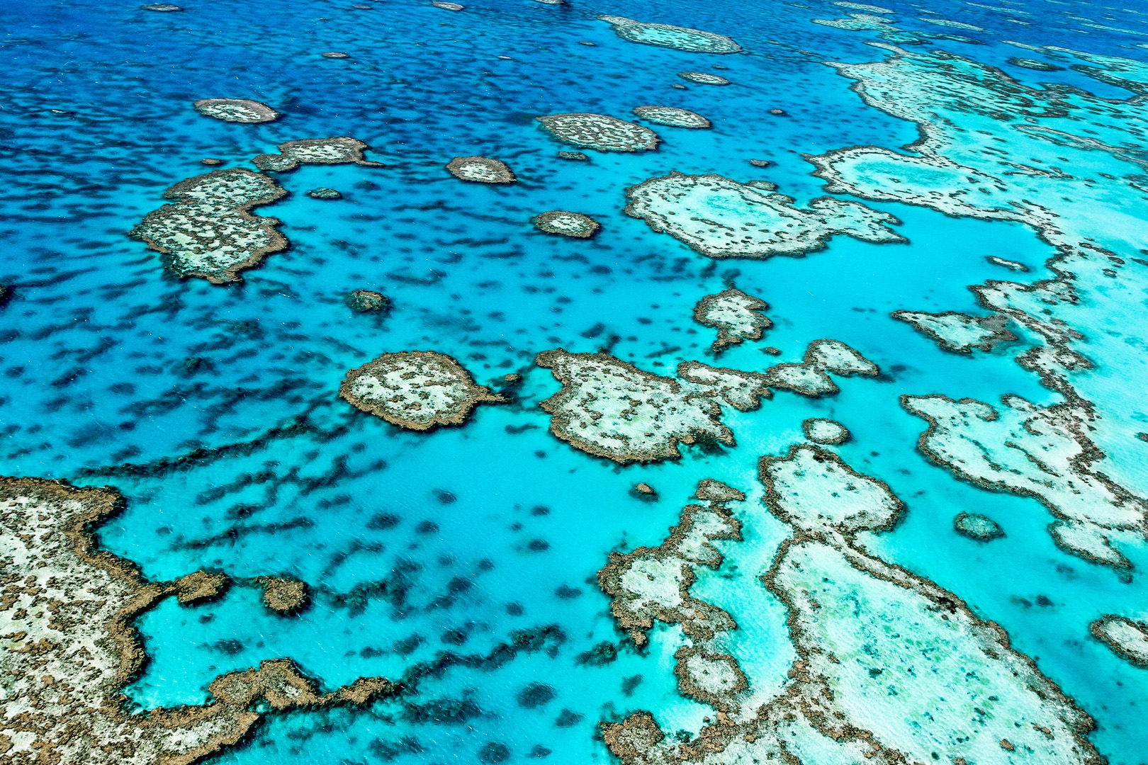 Some 1,200 miles in length and encompassing more than 13,000 square miles of ocean, the Great Barrier Reef Marine Park harbors an astounding variety of marine life, including more than 1,600 species of fish Some 1,200 miles in length and encompassing more than 13,000 square miles of ocean, the Great Barrier Reef Marine Park harbors an astounding variety of marine life, including more than 1,600 species of fish