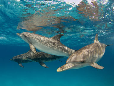 Playful spotted dolphins frolic in the clear, blue waters of the Bahamas