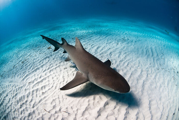 Lemon shark swims over a white sand bottom in the Bahamas