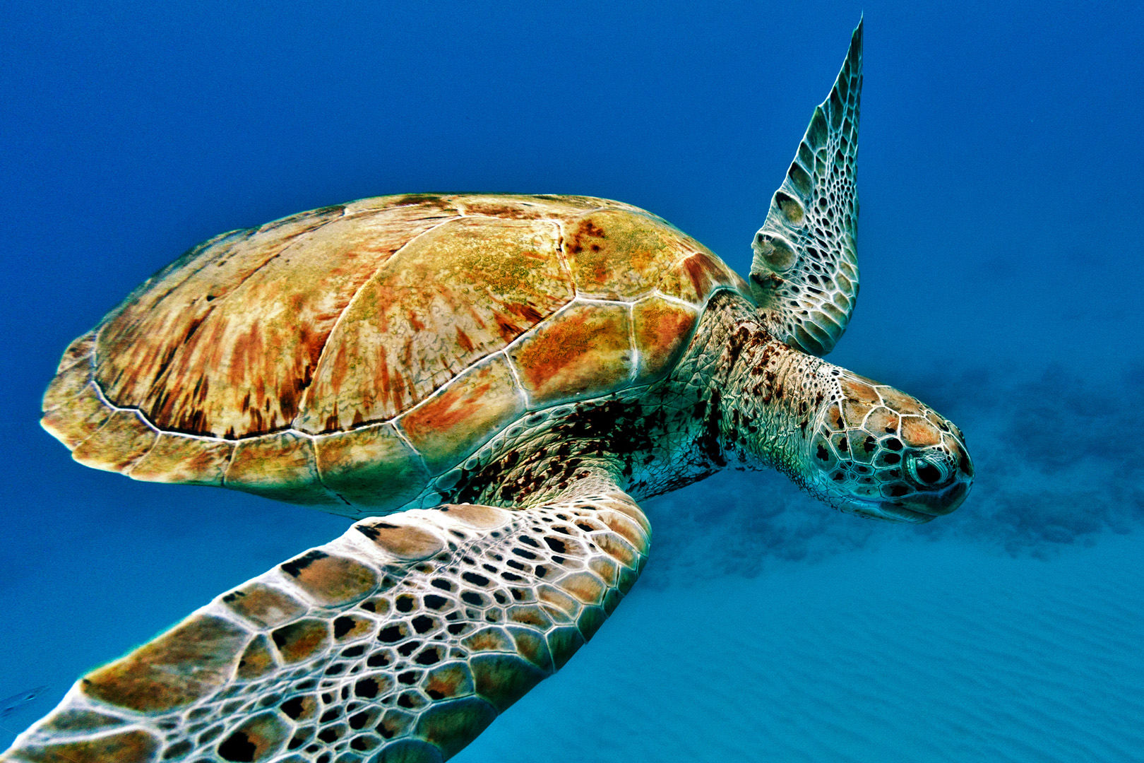 Green sea turtles are often encountered on the reefs in Barbados Green sea turtles are often encountered on the reefs in Barbados