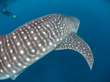 Encounters with whale sharks are among the top of the list to many avid snorkelers and scuba divers