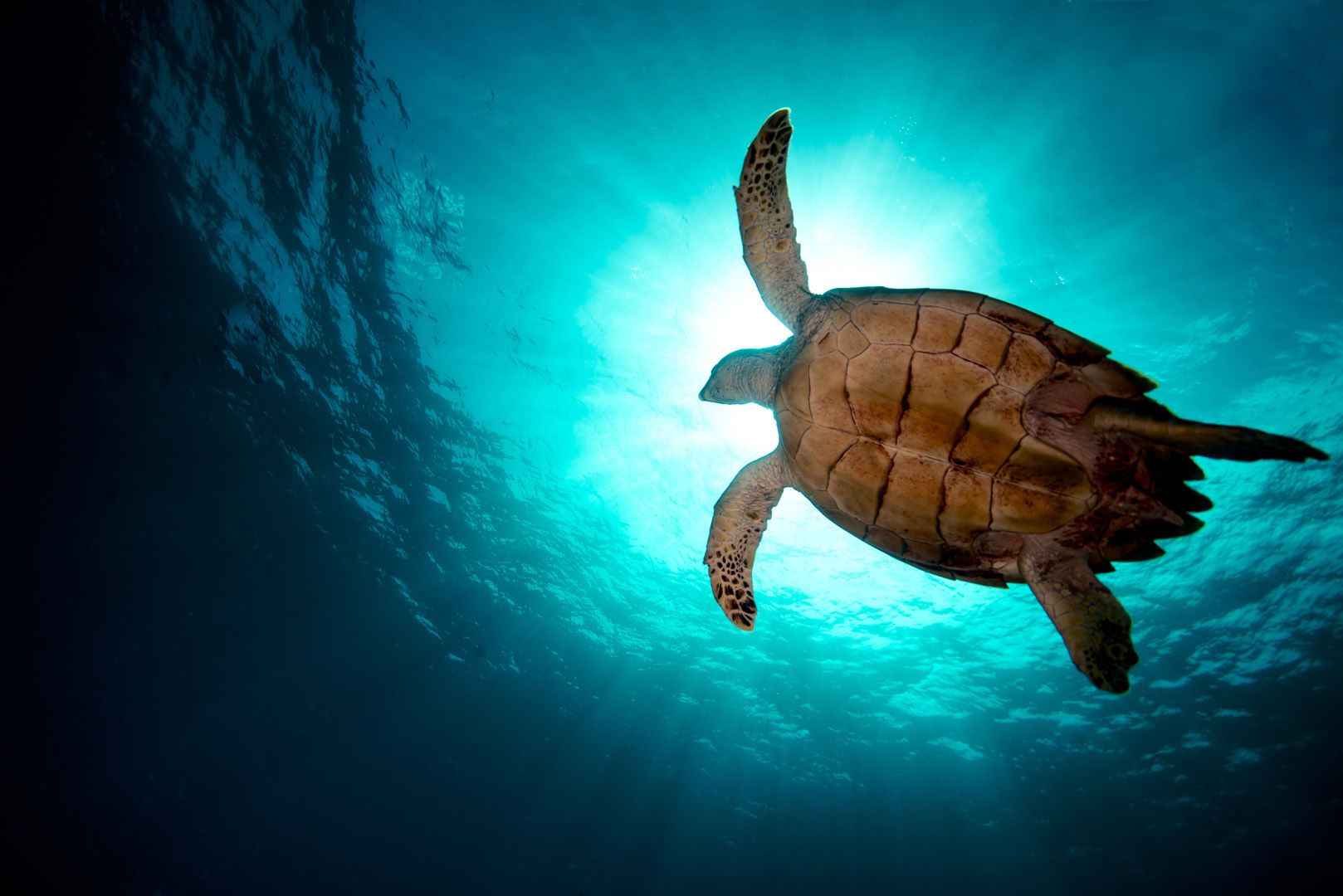 Sea turtles are a common sight in the waters around BVI