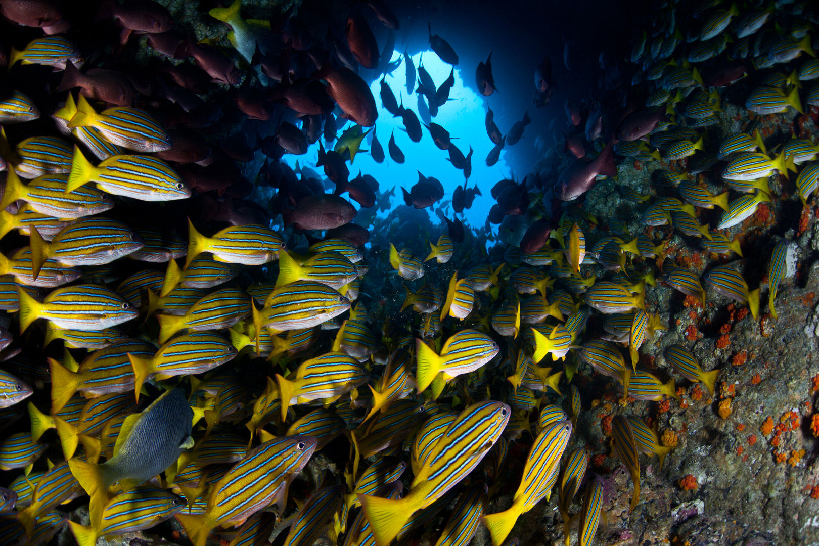 The emerald waters of Costa Rica's Gulf of Papagayo is a fish watcher's delight where anything is possible from funnel clouds of jacks and snapper to flights of mantas and mobula rays The emerald waters of Costa Rica's Gulf of Papagayo is a fish watcher's delight where anything is possible from funnel clouds of jacks and snapper to flights of mantas and mobula rays