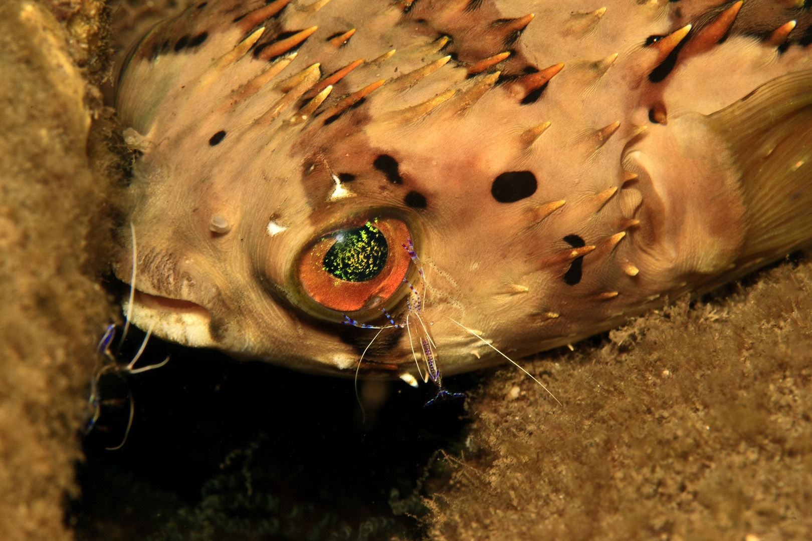 Burr fish in Dominica Burr fish in Dominica