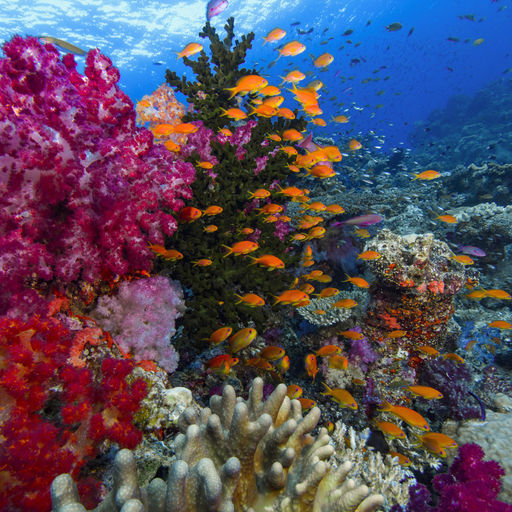 Below the surface, Fiji’s vibrant reefs are resplendent with life, home to more than 1,500 species of fish