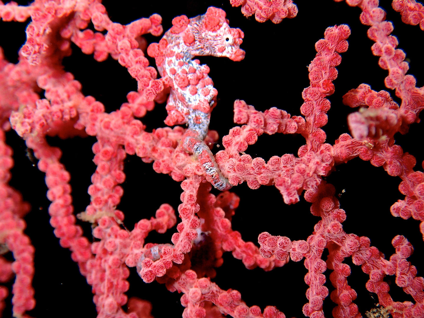 The waters of Indonesia are at the epicenter of marine biodiversity with more than 2,000 species such as this pigmy seahorse