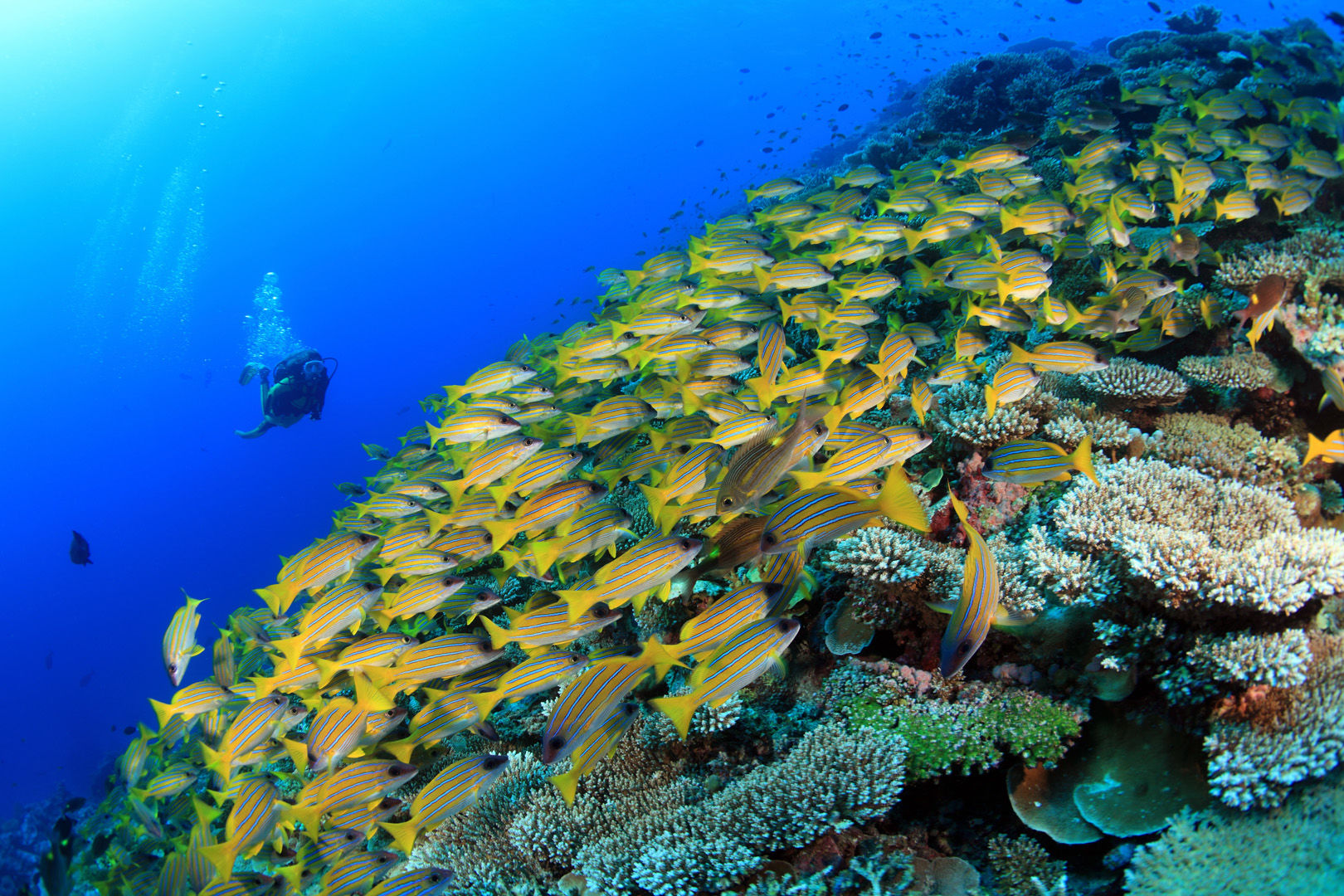 The Maldives are a nation of coral reefs with twenty six atolls adorned with more than 1,200 reef-shrouded islands, creating a lifetime of diving possibilities The Maldives are a nation of coral reefs with twenty six atolls adorned with more than 1,200 reef-shrouded islands, creating a lifetime of diving possibilities