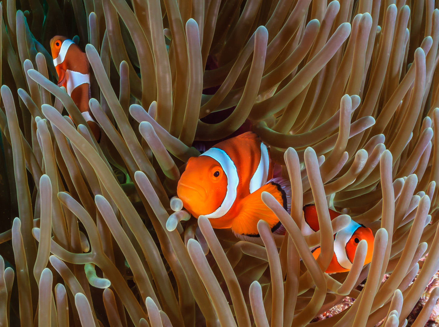 From the tiny and hidden to the biggest fish in the sea, the Philippines delivers an unrivaled variety of marine life, along with a remarkably diverse range of diving environments From the tiny and hidden to the biggest fish in the sea, the Philippines delivers an unrivaled variety of marine life, along with a remarkably diverse range of diving environments