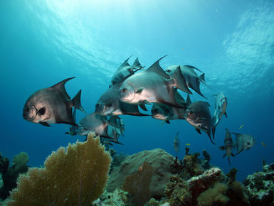 The underwater landscape along the eastern shores of Mexico's Yucatan Peninsula provides divers with a varied and rewarding range of underwater experiences through a series of colorful reefs filled with marine life
