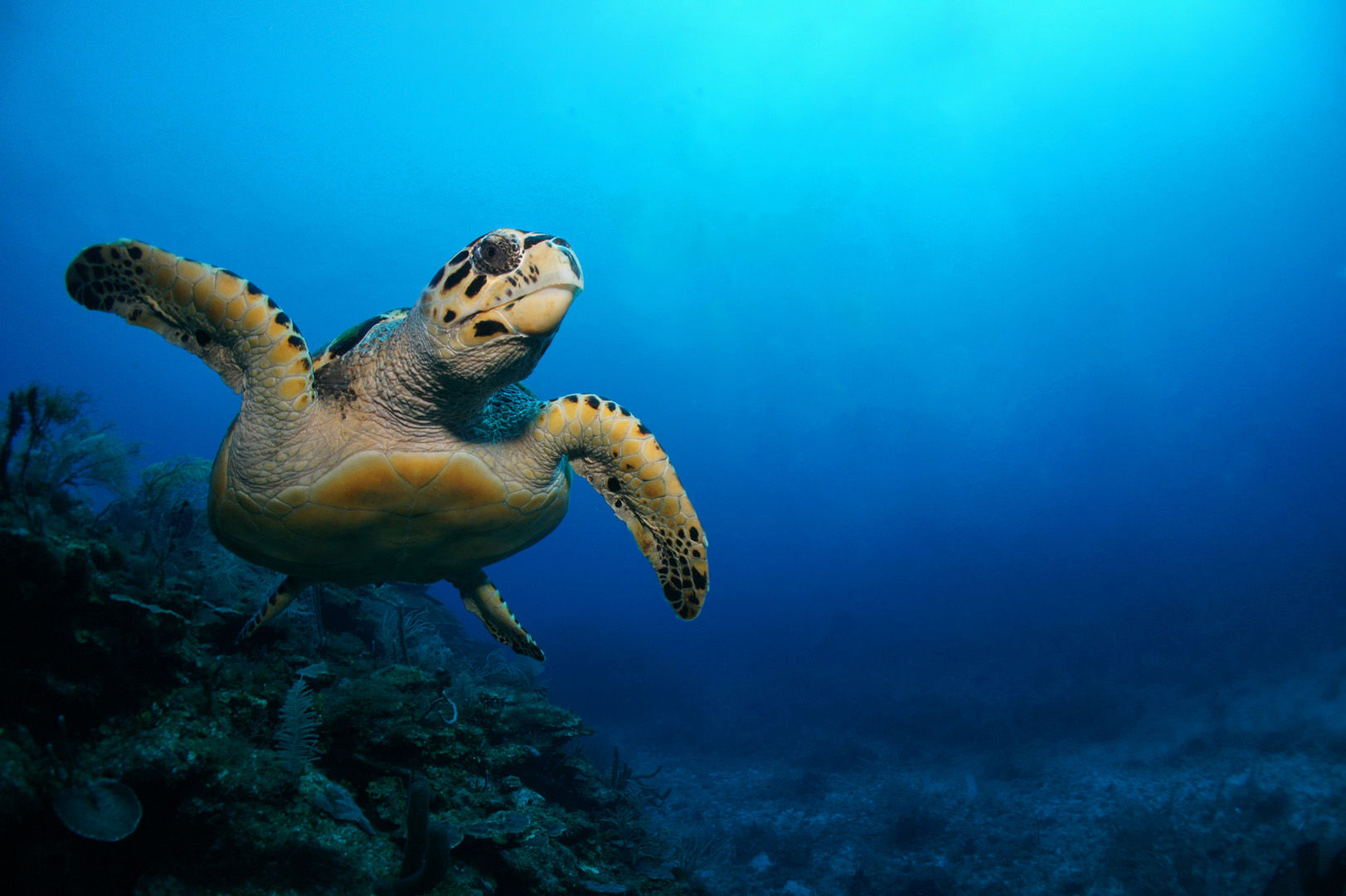 The underwater landscape along the eastern shores of Mexico's Yucatan Peninsula provides divers with a varied and rewarding range of underwater experiences through a series of colorful reefs filled with marine life The underwater landscape along the eastern shores of Mexico's Yucatan Peninsula provides divers with a varied and rewarding range of underwater experiences through a series of colorful reefs filled with marine life
