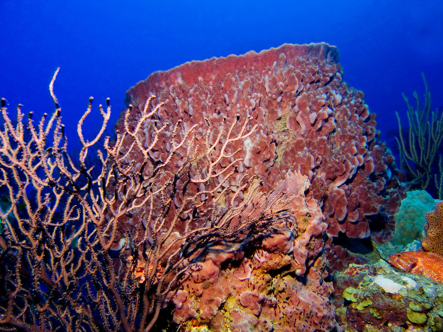 The coral reefs of Saba offer the intrepid divers many wondrous creatures like this large barrel sponge to see The coral reefs of Saba offer the intrepid divers many wondrous creatures like this large barrel sponge to see