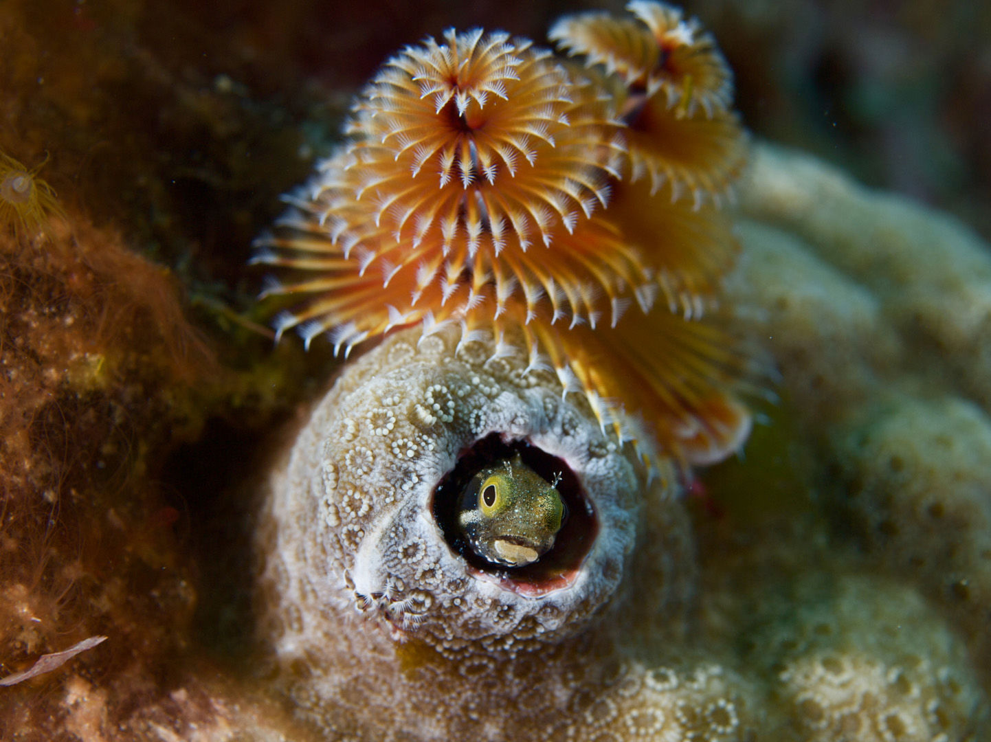 The waters of Saint Lucia offer magnificent coral reefs to explore The waters of Saint Lucia offer magnificent coral reefs to explore