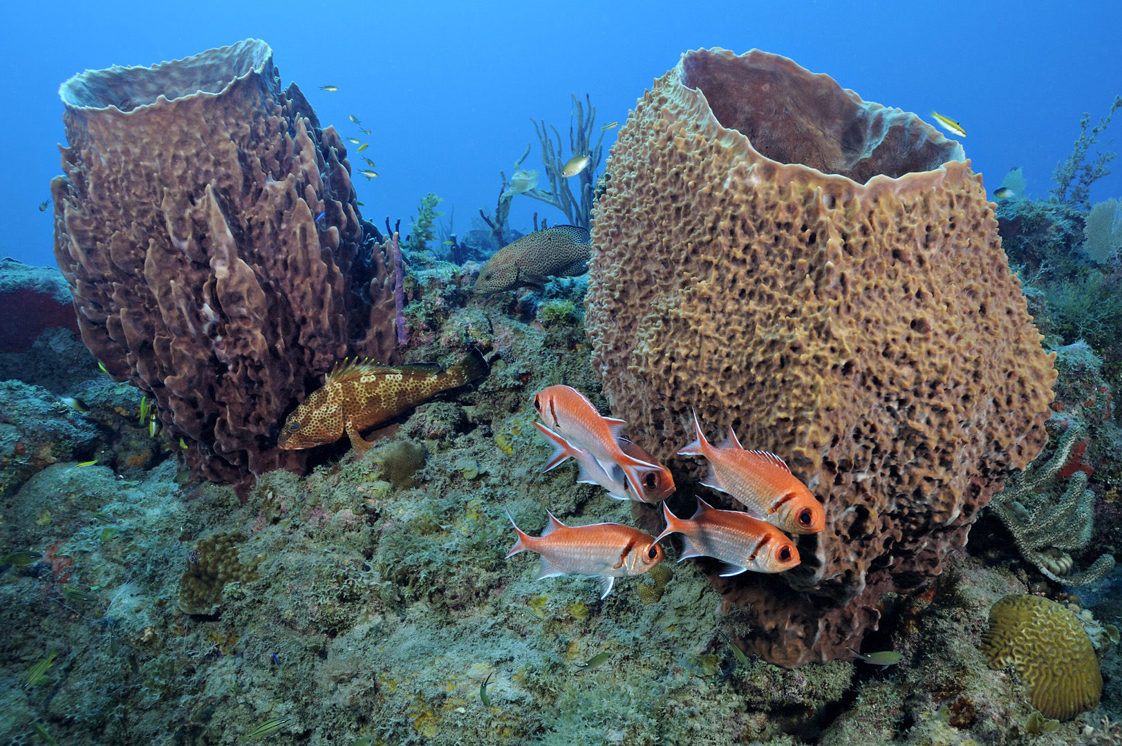 In the waters of St. Eustatius, From shallow reefs with colorful marine life to dramatic labyrinths and deep walls, there is something for divers in St. Eustatius In the waters of St. Eustatius, From shallow reefs with colorful marine life to dramatic labyrinths and deep walls, there is something for divers in St. Eustatius