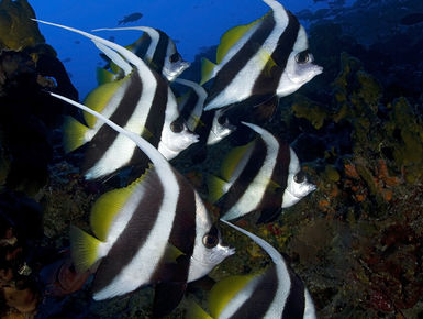 Tahiti is more than a South Pacific paradise above water; divers will revel in just how clear its waters are along with its occupants vivid coloration and hues