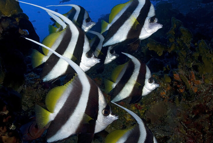 Tahiti is more than a South Pacific paradise above water; divers will revel in just how clear its waters are along with its occupants vivid coloration and hues