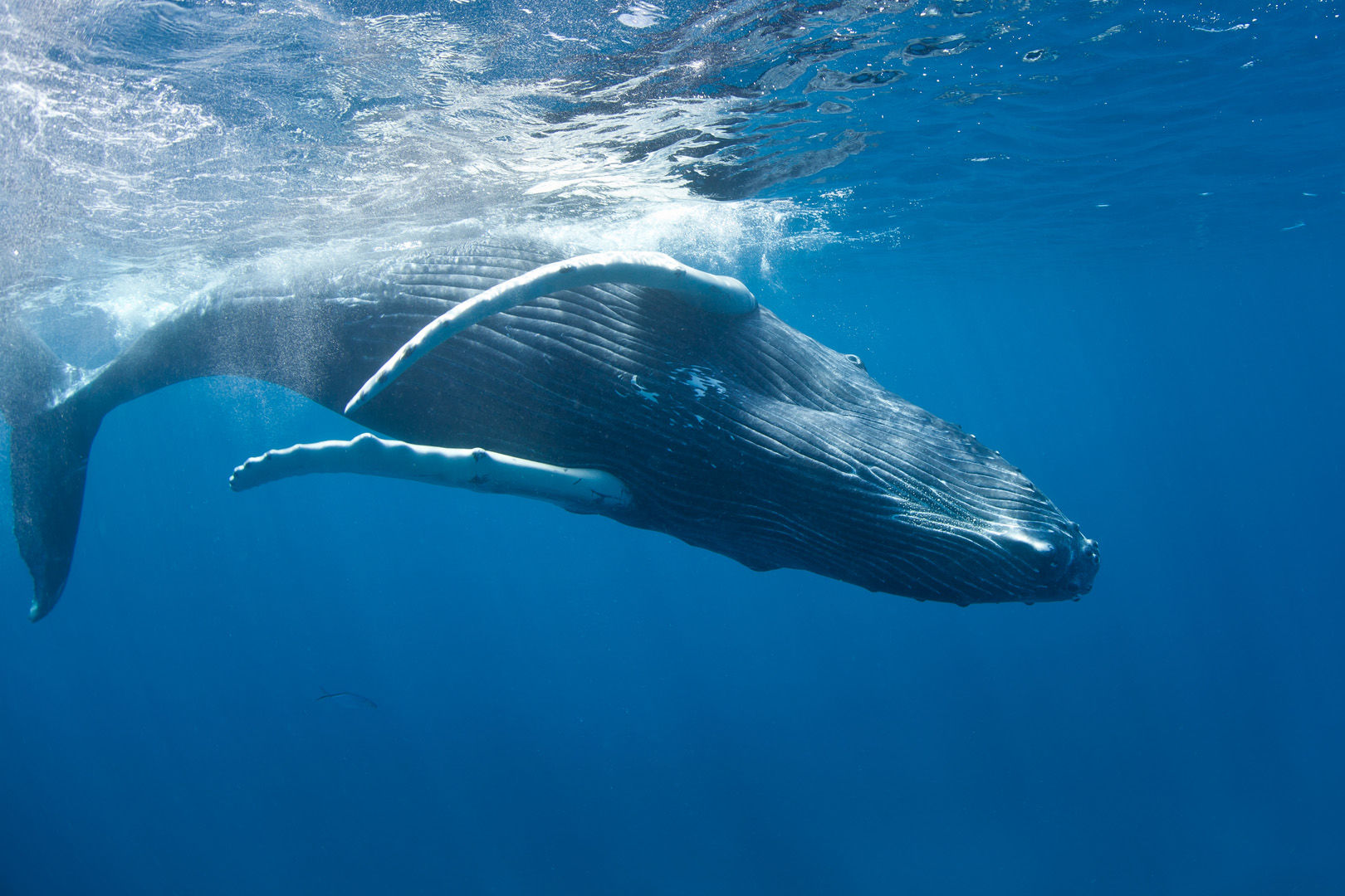 The coral reefs of Turks & Caicos offer the intrepid divers many wondrous creatures The coral reefs of Turks & Caicos offer the intrepid divers many wondrous creatures