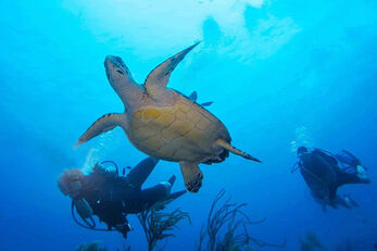 Turtles are often encountered on the outer reefs of Turneffe Atoll. 