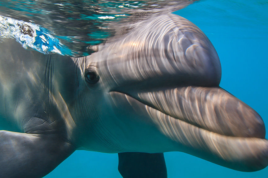 Animals Encounters in the Bahamas
