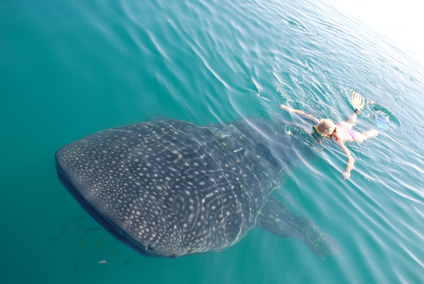 Animal Encounters in Baja, Mexico Animal Encounters in Baja, Mexico