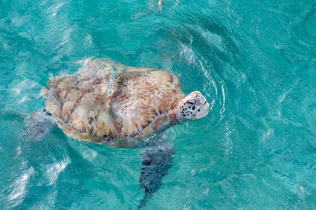 Animal Encounters in Barbados Animal Encounters in Barbados