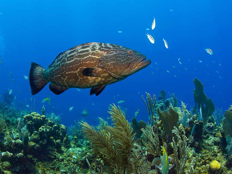 The Western Hemisphere's longest barrier reef runs parallel to the Belize coast. The Western Hemisphere's longest barrier reef runs parallel to the Belize coast.