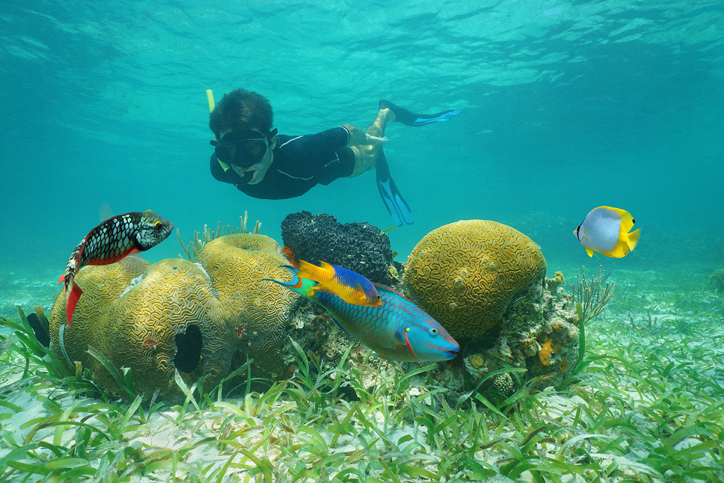 Snorkeling in Belize Snorkeling in Belize