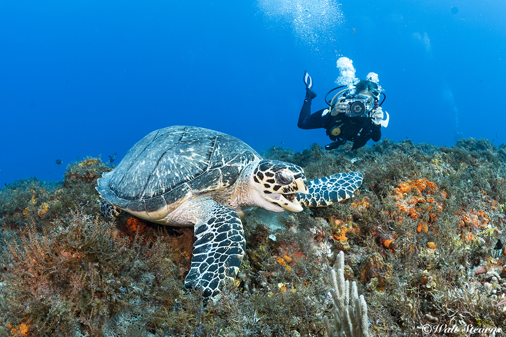 Cozumel diver with turtle