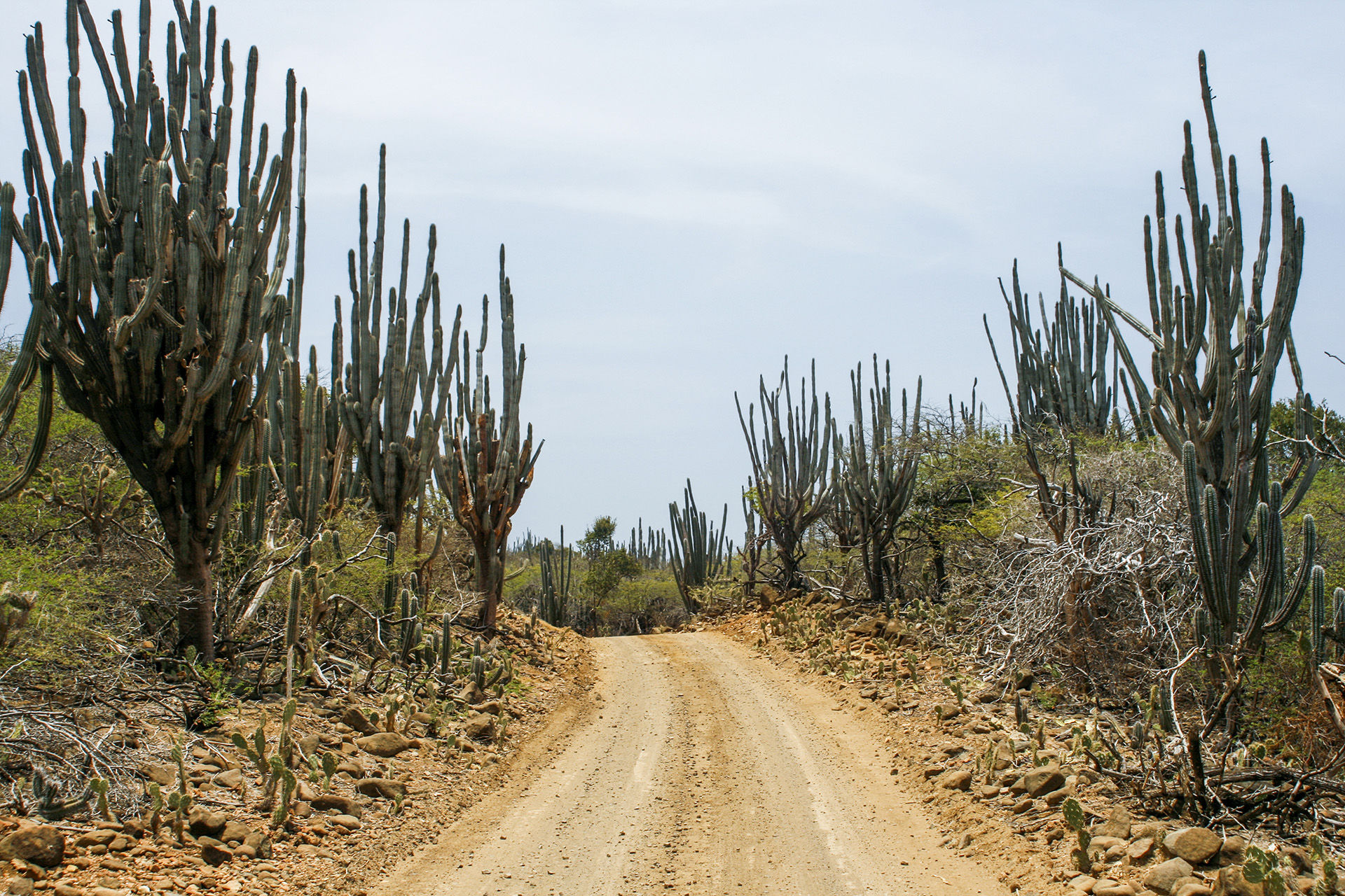 Offroading in Bonaire Offroading in Bonaire