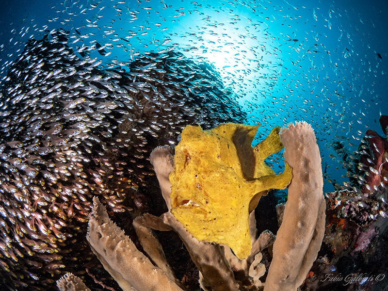 Macro subjects like frogfish are found in abundance. Macro subjects like frogfish are found in abundance.