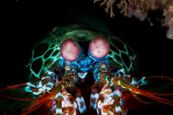 Volcanic sands hold a treasure trove of unique species. Volcanic sands hold a treasure trove of unique species.