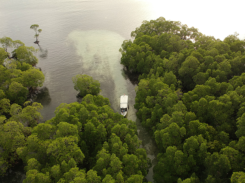 Afternoon boat dives may visit coastal mangrove forests. Afternoon boat dives may visit coastal mangrove forests.