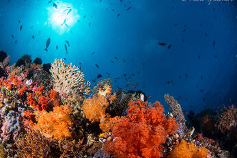 Hard coral reefs support a wide variety of marine life. Hard coral reefs support a wide variety of marine life.