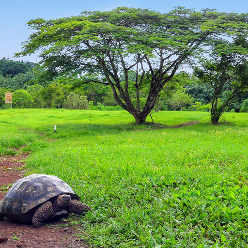  Cultural Activities in Galapagos