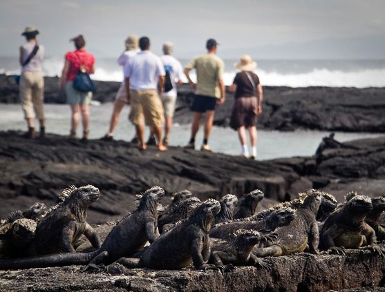 Animal encounters in the Galapagos Islands
