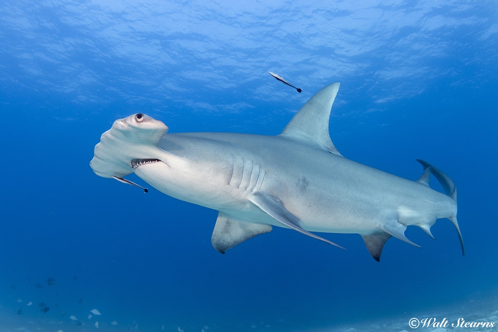 Hammerhead Shark