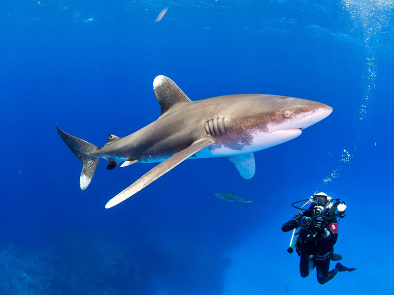Oceanic white tip sharks are ocean predators that rarely come close to land. Oceanic white tip sharks are ocean predators that rarely come close to land.