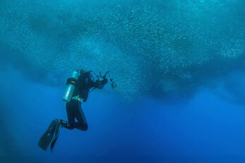 6. The Moalboal region is famous for its sardine schools. 6. The Moalboal region is famous for its sardine schools.