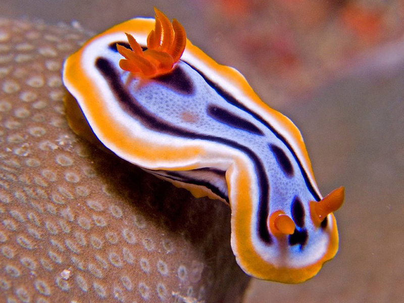 The Philippines has the world's greatest number of nudibranch species. The Philippines has the world's greatest number of nudibranch species.