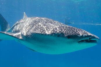 The dive center can arrange day trips to swim with whale sharks. The dive center can arrange day trips to swim with whale sharks.