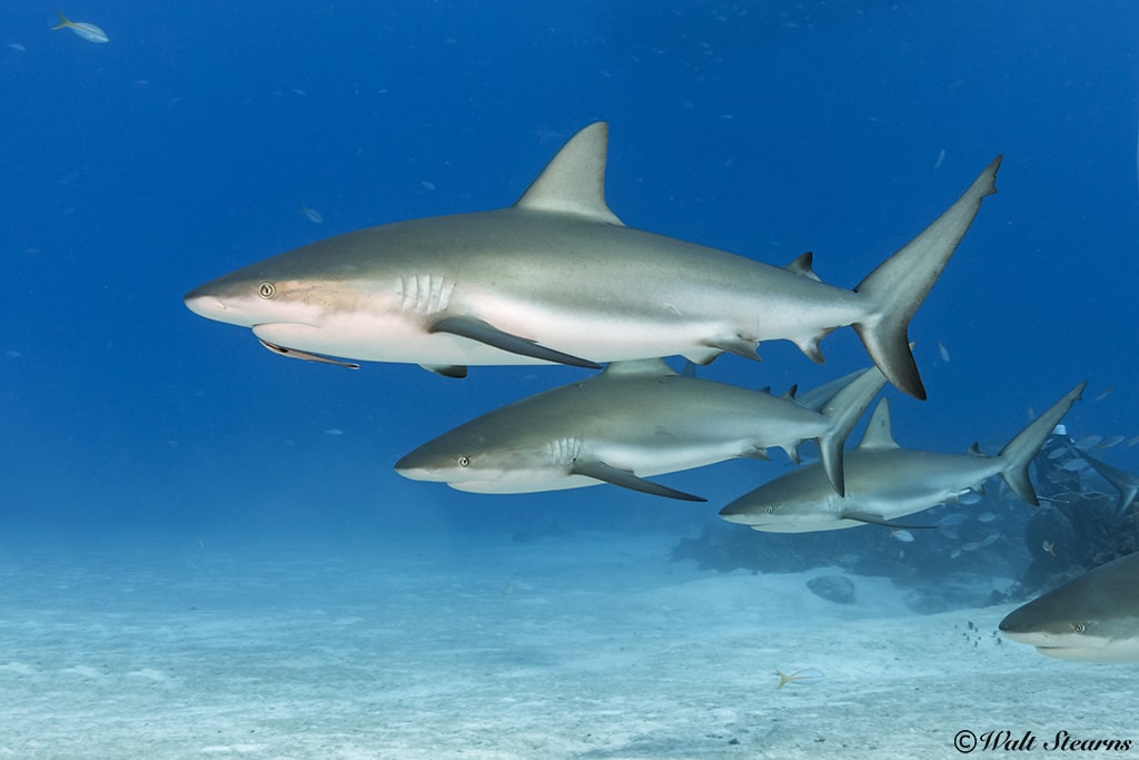 Reef Shark