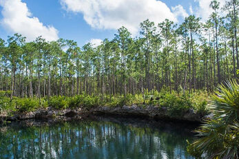 The forests of Andros surround inland blue holes. The forests of Andros surround inland blue holes.