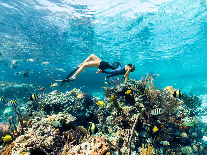Just offshore of the resort are some of the finest shallow coral reefs in the Bahamas. Just offshore of the resort are some of the finest shallow coral reefs in the Bahamas.