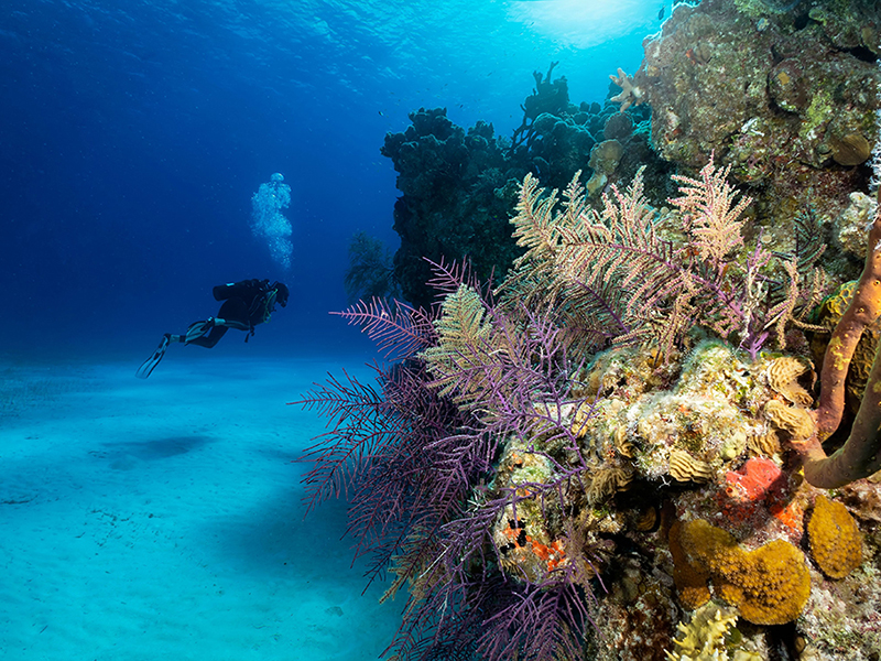 Colorful coral formations rise from sand seabeds. Colorful coral formations rise from sand seabeds.