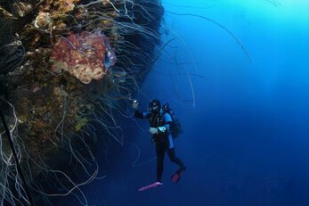 Wire corals grow in the shadows of an overhanging wall. Wire corals grow in the shadows of an overhanging wall.