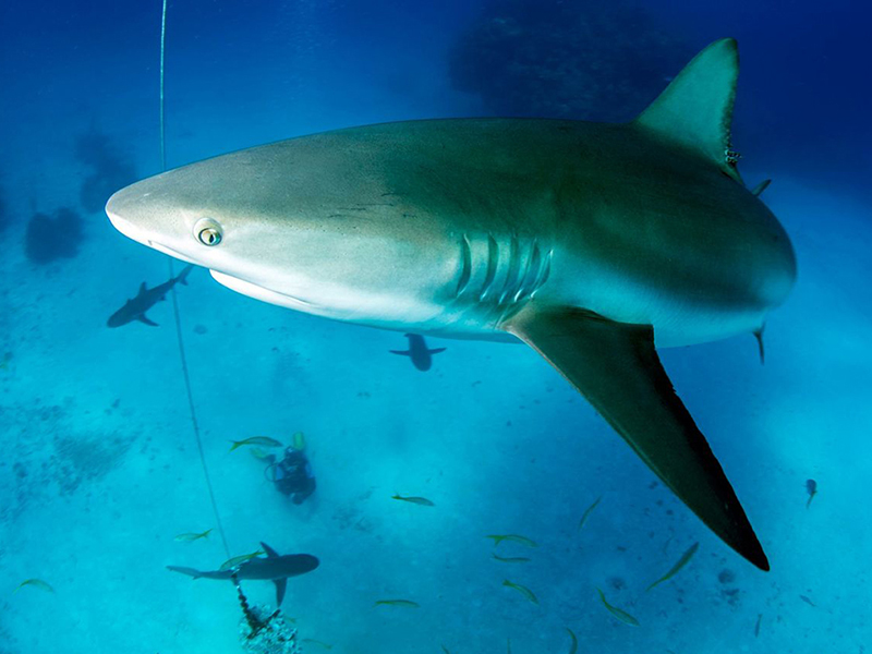 Shark encounters lure numerous species from depths beyond the wall. Shark encounters lure numerous species from depths beyond the wall.