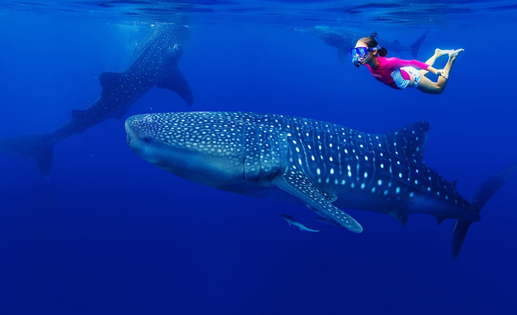 A signature adventure of Mexico's Rivera Maya is the chance to swim with whale sharks.