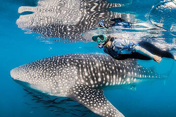 The La Paz region is a haven for whale sharks. The La Paz region is a haven for whale sharks.