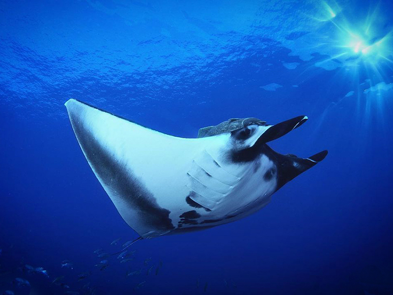 Oceanic manta rays make seasonal visits to the El Bajo seamounts. Oceanic manta rays make seasonal visits to the El Bajo seamounts.